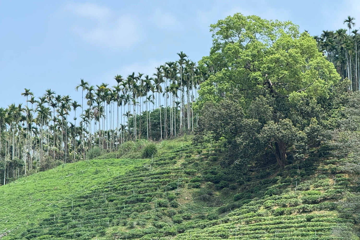 Timeless Leaves of Taiwan: Classic Teas Sampler