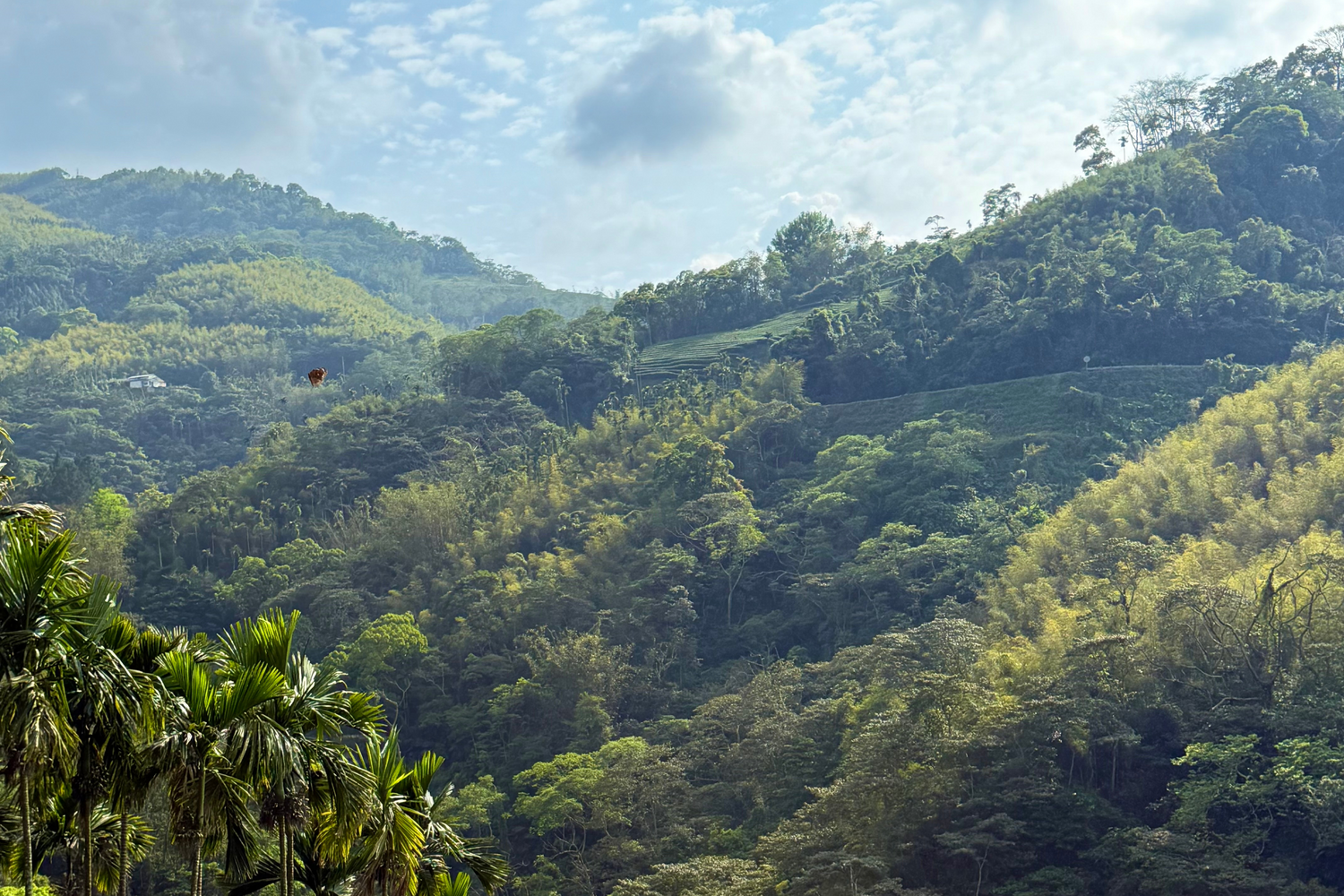 Whispers of Taiwan: Taiwanese Oolong Sampler